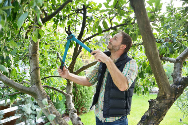 Best Fruit Tree Pruning  in Golden Valley, AZ